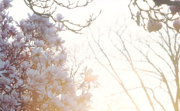 /Magazine/2021/April/Blossom Meditation.jpg